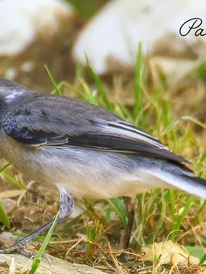 A Grey Bushchat with its insect catch in the Himalayan foothills. These birds often perch on the topmost branches of shrubs, giving them a great vantage point to spot prey.