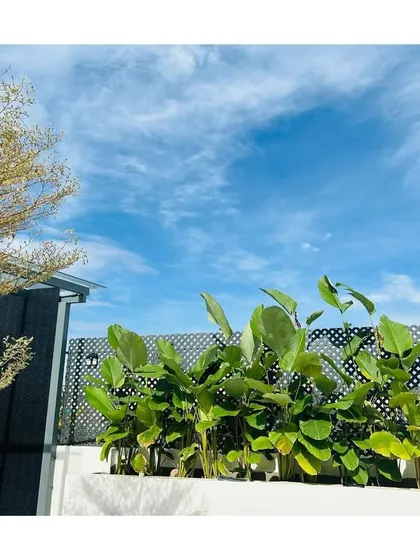 The clean lines of Calathea Lutea plants against a bright blue sky on a terrace garden. This simple but elegant planting provides a touch of green that enhances the view without overwhelming the space.