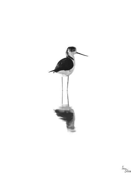 I created this minimalist, high-key image of a Black-Winged Stilt in the Chandu Wetlands, India. By overexposing the shot against the bright, overcast sky, I was able to isolate the bird and its reflection, resulting in a clean and serene composition that feels almost like a painting.