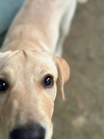 Those soulful puppy eyes. Coco knows she's in a safe and loving place.