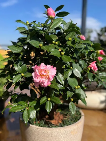 A close look at a healthy, potted Camellia plant in bloom. I ensure every plant, big or small, is robust and ready to thrive before it gets to you.