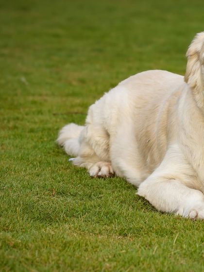A side view of the Golden Retriever on the lawn, showing off his beautiful coat and happy tail.