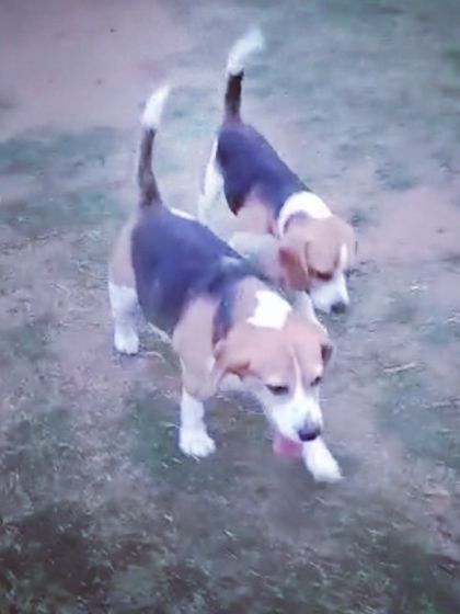 Two beagle best friends enjoying their time together. Many dogs who are single pets at home find valuable companionship and social skills here.