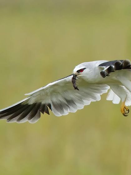 A Black-shouldered Kite in flight with its prey. Capturing birds in flight is a key skill we practice, focusing on sharp focus and wing position.
