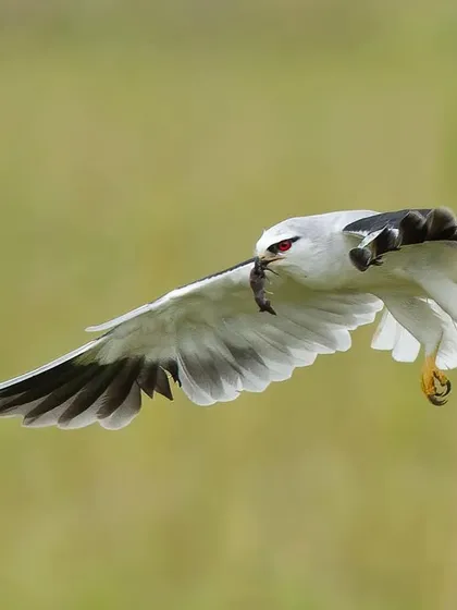 A Black-shouldered Kite in flight with a small rodent in its beak. This action shot captures the moment just after a successful hunt.
