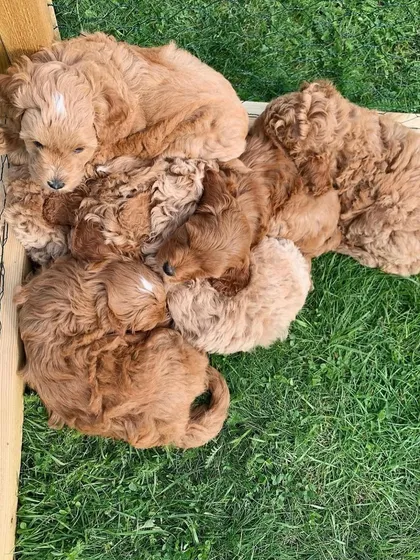 A cuddle puddle of sleeping red puppies in their outdoor playpen, enjoying the fresh air.