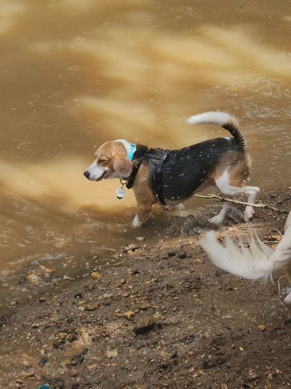 Deepthi - Dog Travel & Adventure Coaching Water Adventures: From Pools to Open Seas photo 22