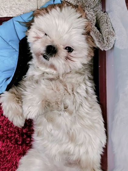 A fluffy Shih Tzu enjoying a good rest. I provide clean and comfortable bedding for all my guests.