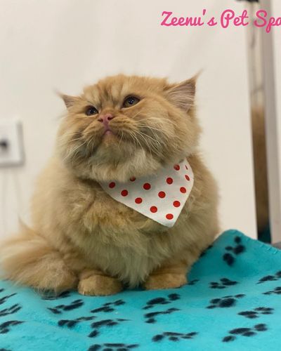 Cat Grooming & Spa