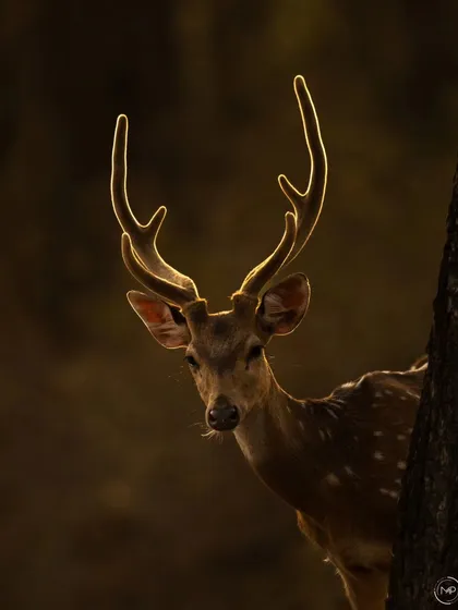 A beautiful rim-lit portrait of a Spotted Deer stag. The golden light catching its antlers creates a magical, hopeful feeling, a great shot to symbolize new beginnings.