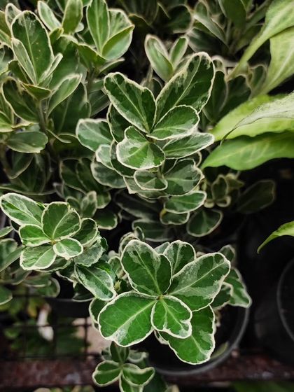 This variegated Euonymus is a lovely shrub-like plant with green leaves edged in white, perfect for adding structure to a mixed planter.
