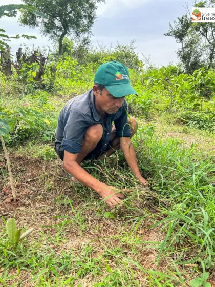 Careful weeding is essential to give young saplings a chance to grow without competition. Here, a team member clears the area around a plant, ensuring it gets all the sunlight and nutrients it needs to grow strong.