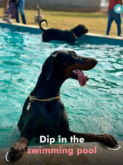 The Pawsome Camp - Dog Daycare & Boarding Splash Zone: Our Pooch Pool photo 25