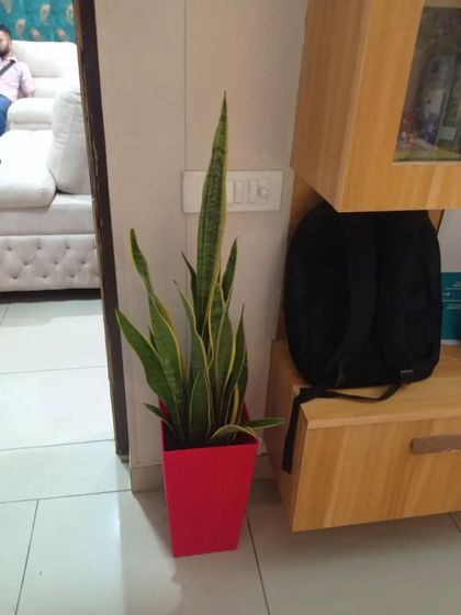 Indoor & Office Plants photo 13