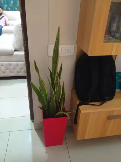 Another Snake Plant placed in a living room. They are extremely low-maintenance and tolerate low light, making them perfect for busy people.