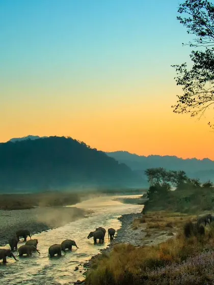 An unforgettable sunset over the Ramganga River in Jim Corbett National Park. A herd of Asiatic elephants crossing the water creates a timeless silhouette against the golden sky, showcasing the grand scale and beauty of their natural habitat.