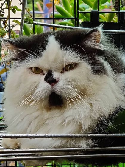 The Cat House - Cat Boarding Our Epic Catio & Play Zone photo 4
