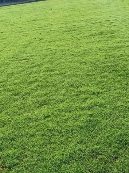 With over 20 years of experience, I supply a wide range of natural grass types, including Selection No. 1, Bermuda, and Mexican grass, suitable for any landscape.