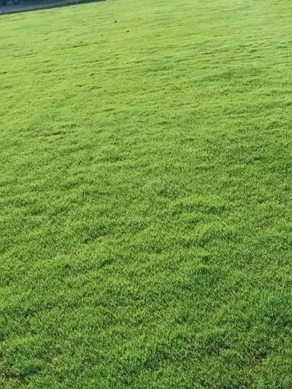 Another shot of my dense, healthy turf. It's perfect for creating a soft and safe play area for children.
