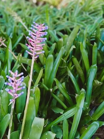 The unique flower spike of a Bromeliad, with its pink and violet bracts. Bromeliads are interesting, low-maintenance plants that add a tropical touch and a surprising pop of colour to shaded areas.