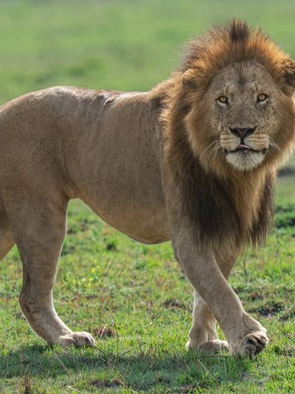 Eye contact and an eye-level perspective are vital. This lion’s intense look connects powerfully with the viewer, set against a rich green canvas that provides contrast and depth.