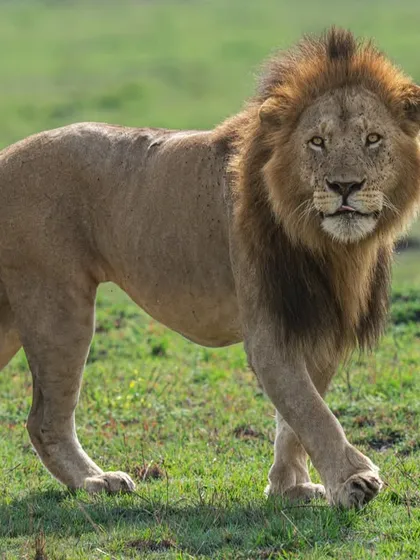 Eye contact and an eye-level perspective are vital. This lion’s intense look connects powerfully with the viewer, set against a rich green canvas that provides contrast and depth.
