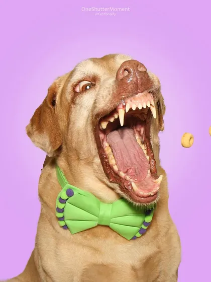 Capturing the perfect action shot is my specialty! This is Buddy, a handsome Labrador, in the middle of catching his favorite treats. These goofy, high-energy moments show off your pet's true personality.