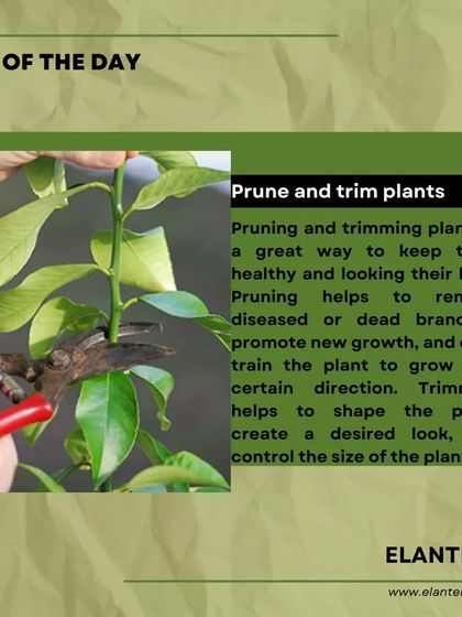Expert Plant Care & Tips photo 20