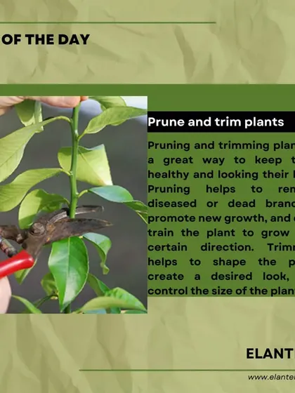 Tip of the day: Pruning and trimming your plants is a great way to keep them healthy, remove dead branches, and encourage new growth in the direction you want.