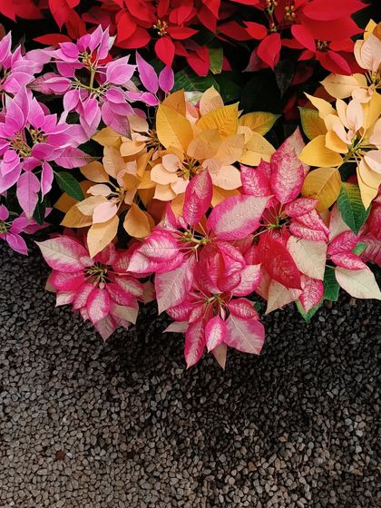 A beautiful assortment of Poinsettias in shades of red, pink, and yellow, showcasing the variety available for the holiday season.
