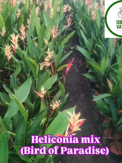 A mix of Heliconia varieties, perfect for a tropical-themed garden.