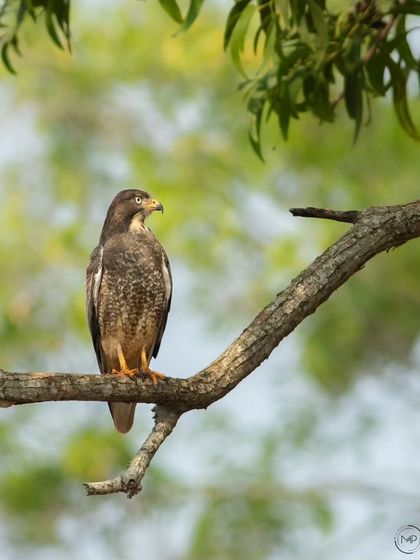 A White-eyed Buzzard perched in a tree. The soft, natural foliage in the background creates a lovely habitat portrait of this common yet beautiful bird of prey.