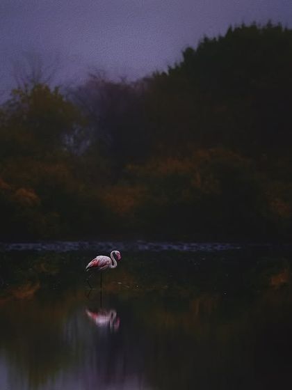 The Flamingo Spectacle of Navi Mumbai photo 18