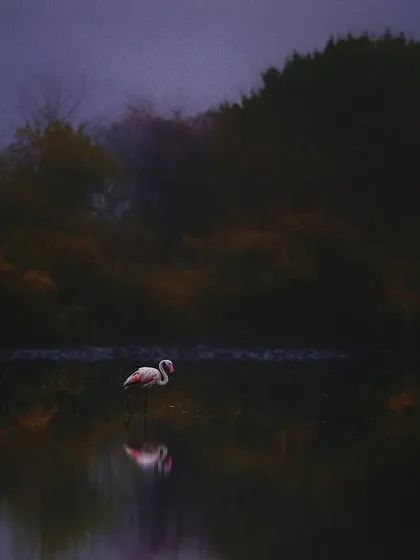 I call this "The Phoenix of the Lake." To capture this, I arrived at the T.S. Chanakya lake in the pre-dawn darkness, waiting for the first light and the first flamingo. This single Greater Flamingo landing silently on the water felt like a sacred moment, a celestial being descending as the day was born.