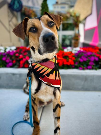 Tulsa Dog Trainer - Immersive Board & Train Programs Rescue & Adoption Spotlights photo 14