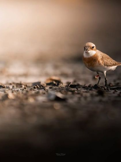 A Sand Plover looks towards the camera, its small form highlighted against the dark foreground and bright background.