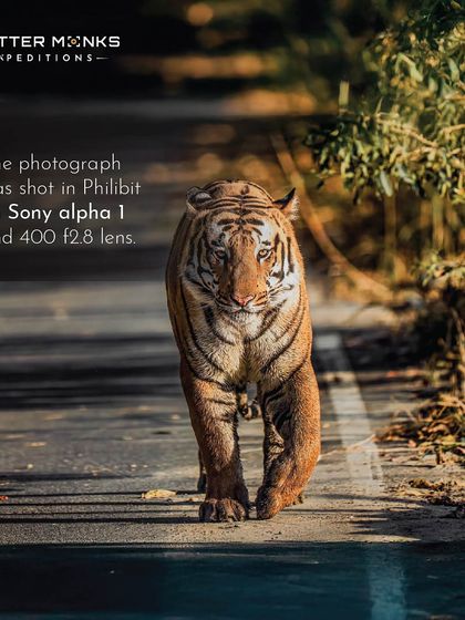These images further document my encounters with the majestic tigers of India. Each photograph is a lesson in patience, tracking, and capturing the fleeting moments when these striped ghosts of the jungle reveal themselves.