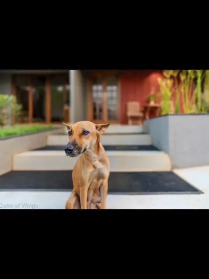 An indie dog sitting patiently on the steps of a modern home, showing how beautifully these dogs fit into our lives and spaces.