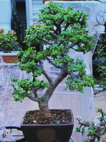A classic Jade bonsai with a thick, mature trunk, showcasing its age and character. This piece was a popular item at our nursery before being sold.