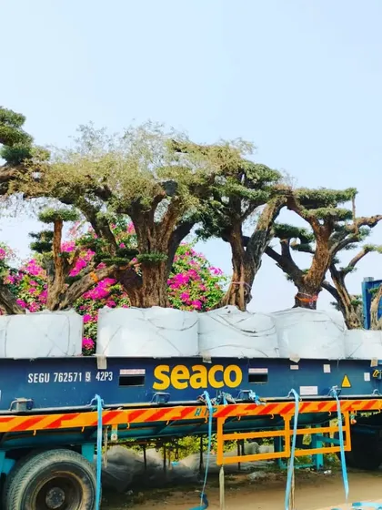 A full view of the flatbed truck loaded with several large specimen trees, set against a backdrop of vibrant bougainvillea at our nursery.