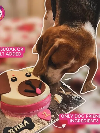 Healthy can be delicious. We make all our cakes with only dog-friendly ingredients, adding no sugar or salt. This Beagle is enjoying a cake made with real meat and veggies, proving that a special treat can also be good for them.