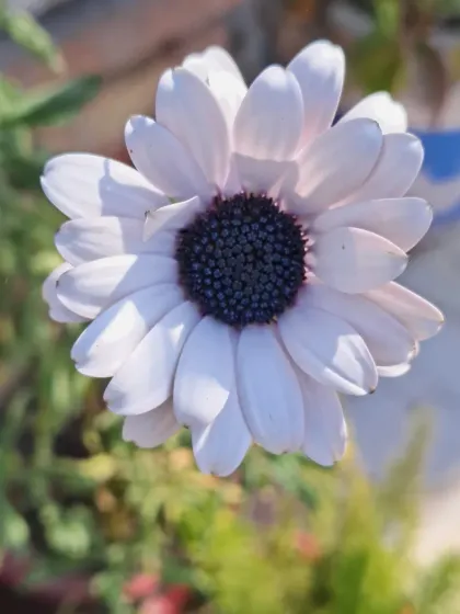 Bhardwaj - Urban Gardening Consultation A Riot of Colorful Flowers photo 181