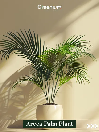 The classic Areca Palm plant, now in a zero-maintenance artificial form. Its elegant fronds add a touch of tropical sophistication to any room, and it will look fresh and green all year round.