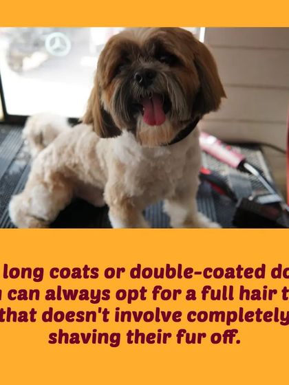 Tail It Easy - Mobile Pet Grooming Pet Parent Pro-Tips photo 22