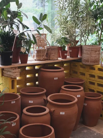 You can never go wrong with classic terracotta pots. They are porous, which helps the soil breathe, and they develop a beautiful patina over time.