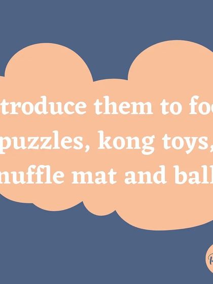 Introduce your dog to food puzzles, Kong toys, or a snuffle mat. These are all excellent tools for indoor enrichment.