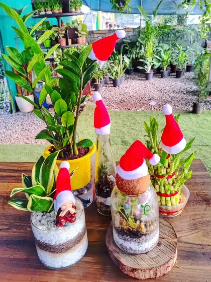Getting into the festive spirit with my special Christmas collection. I create cheerful arrangements like these, featuring terrariums, lucky bamboo, and ZZ plants with cute Santa hats, perfect for spreading holiday cheer.