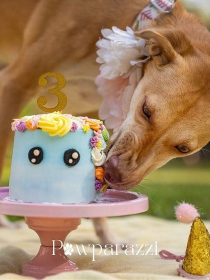 Pawparazzi By Prathima - Pet Milestone Photography Birthday Bashes & Cake Smashes photo 18