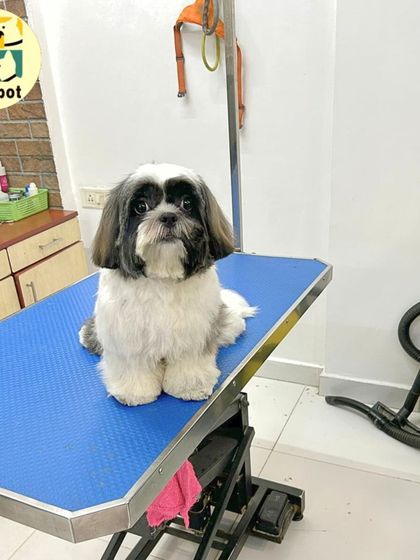 Theo the Shih Tzu, looking absolutely adorable and perfectly coiffed after his grooming session. We specialize in cute, fluffy cuts that are both stylish and comfortable for the dog.