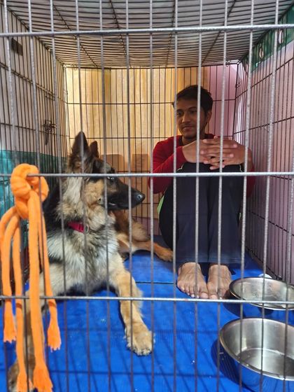 Spartan's reaction to finding his dad in his crate. Crate training is about making the crate a safe, happy den for your dog.